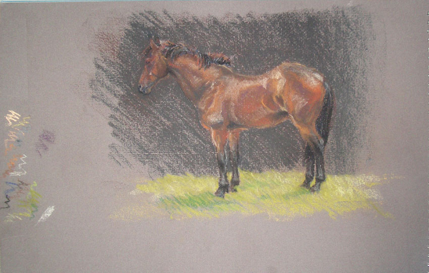 bay horse sketch 03