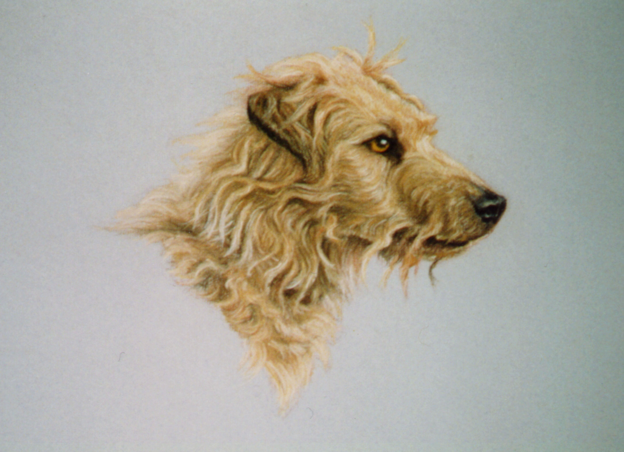 sam