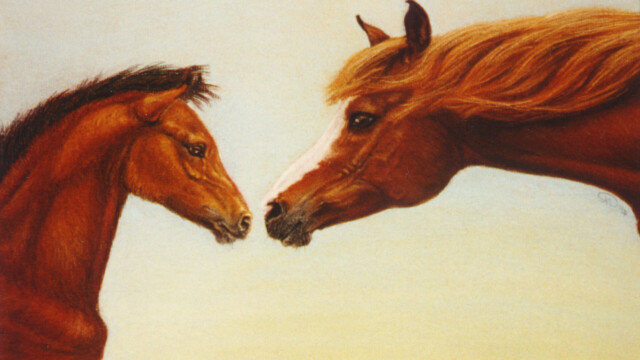 Arab mare and foal, chalk pastel, 1990s arab mare and foal copy