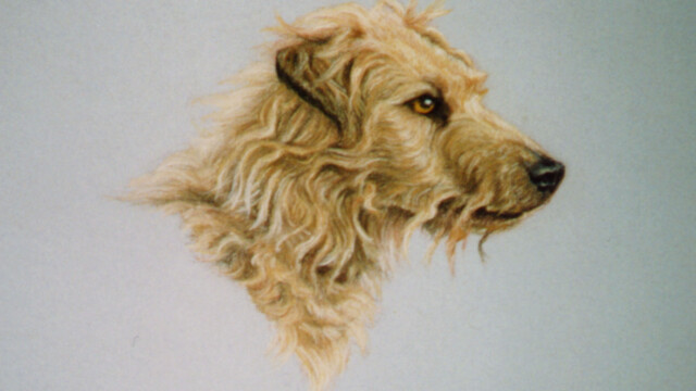 Sam, chalk pastel, 1990s sam