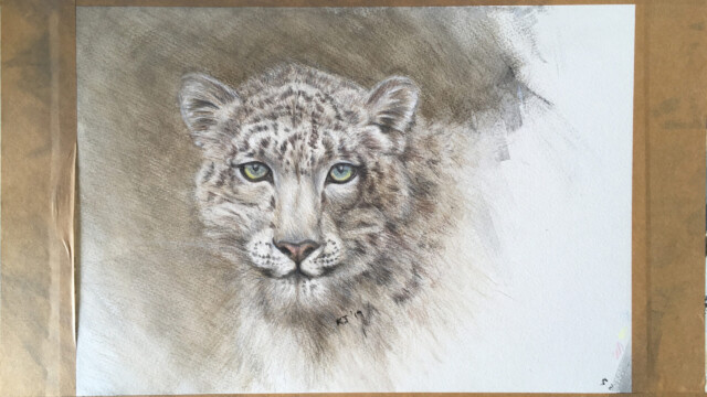 Snow leopard sketch, coloured pencil and watercolour, 2019 snow leopard