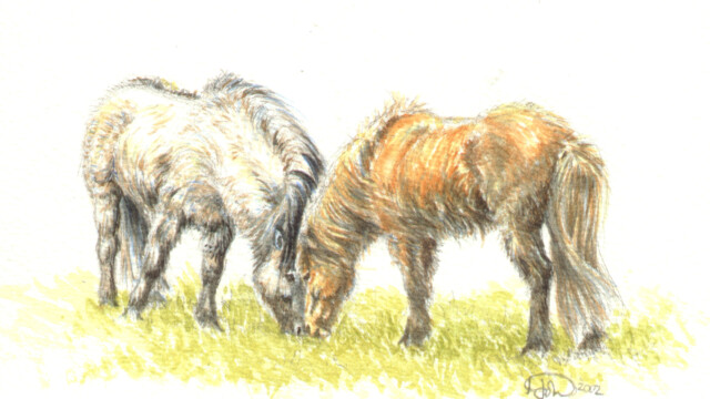 Two Icelandic ponies, pencil and watercolour, 2002 two iceys