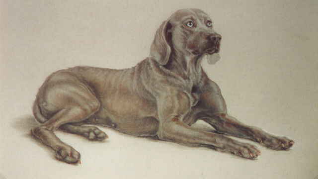 Weimaraner, chalk pastel, 2001 weimaraner bitch