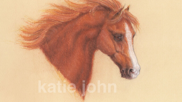 Arab horse head, chalk pastel, 2011 arab horse head