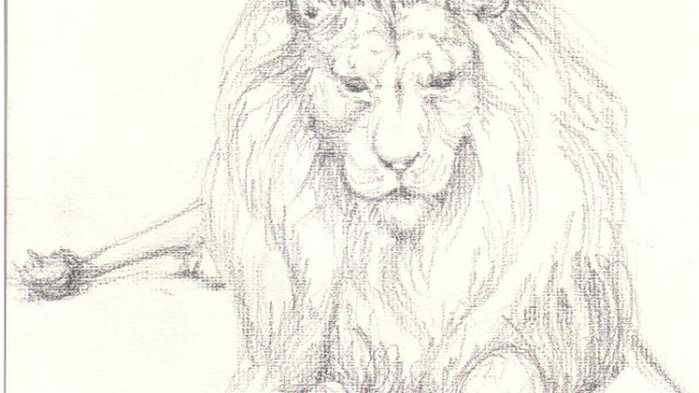 Asian lion, pencil, 2001 asian lion 01