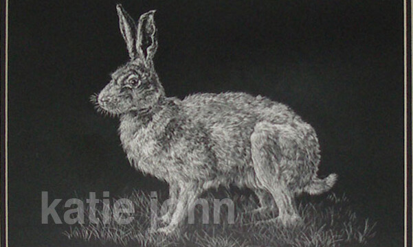 Hare, scraperboard, 2002 hare web