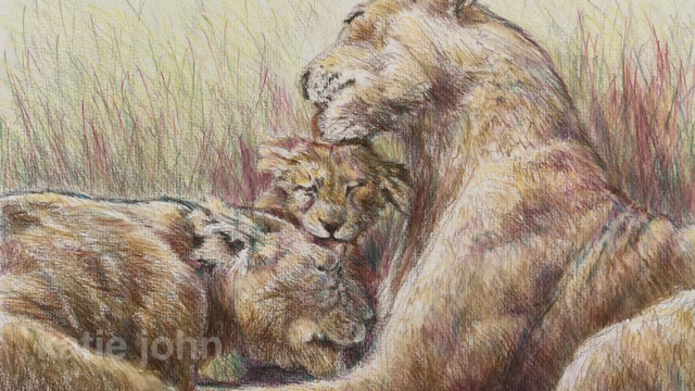 Lion family, coloured pencils and watercolour, 2018 lion family web