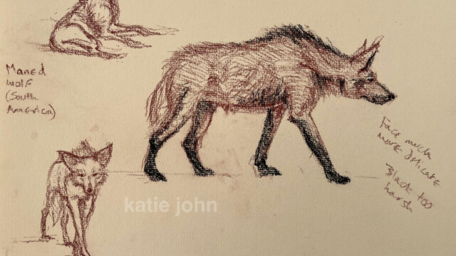 Maned wolf, Conté crayon, 2001 maned wolf sketches web