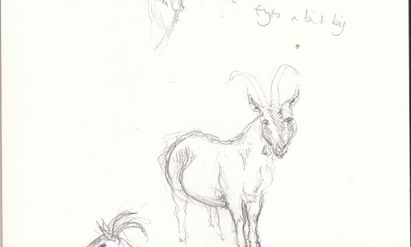 Goats, Mudchute Farm, pencil, 1998 mudchute goats