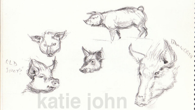 Pigs, pencil, Mudchute Farm, 1998 mudchute pigs 98