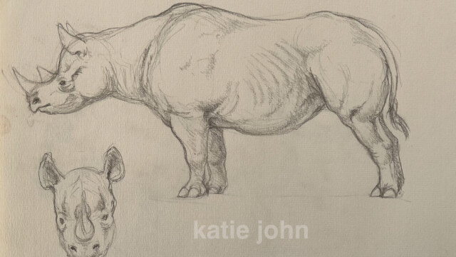 Rhinoceros, pencil, 2001 rhino sketches web
